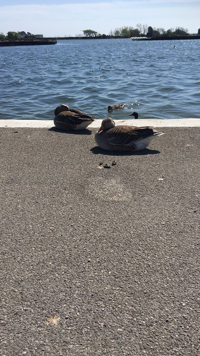 MercedesDryer's tweet photo. Lunch time break in the beautiful sun so lucky to have this so close to @Poole_Hospital #gratitude #nhs #sunshine https://t.co/2PglilKV1F
