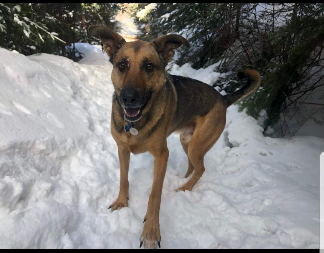 This is my dog Charlie. Unlike me, his favourite season is winter :). <a href="/RenniesRiver/">Rennie's River Elem</a> #petsonparade