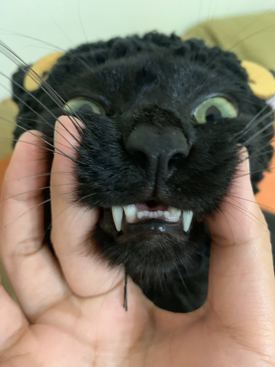 crystalpan837's tweet photo. #猫の写真へたくそ選手権 https://t.co/wK0SE5fmQE
