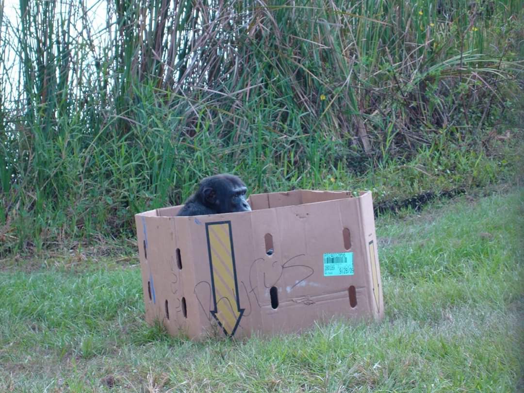 SaveTheChimps's tweet photo. Today I'm working on my social distancing-Jude
#TuesdayThoughts #chimpstaketwitter #savethechimps https://t.co/cDq1xjgNL6
