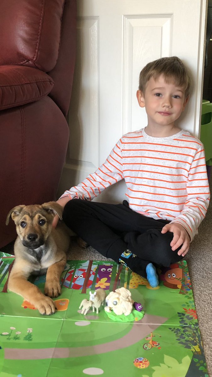 Eleonore36's tweet photo. @ShotleyBPrimary #ShotleyBridgeReception A. enjoying  looking at pennies, sums and showing his playdo sheep and lambs to his new puppy https://t.co/jICEqybJfP
