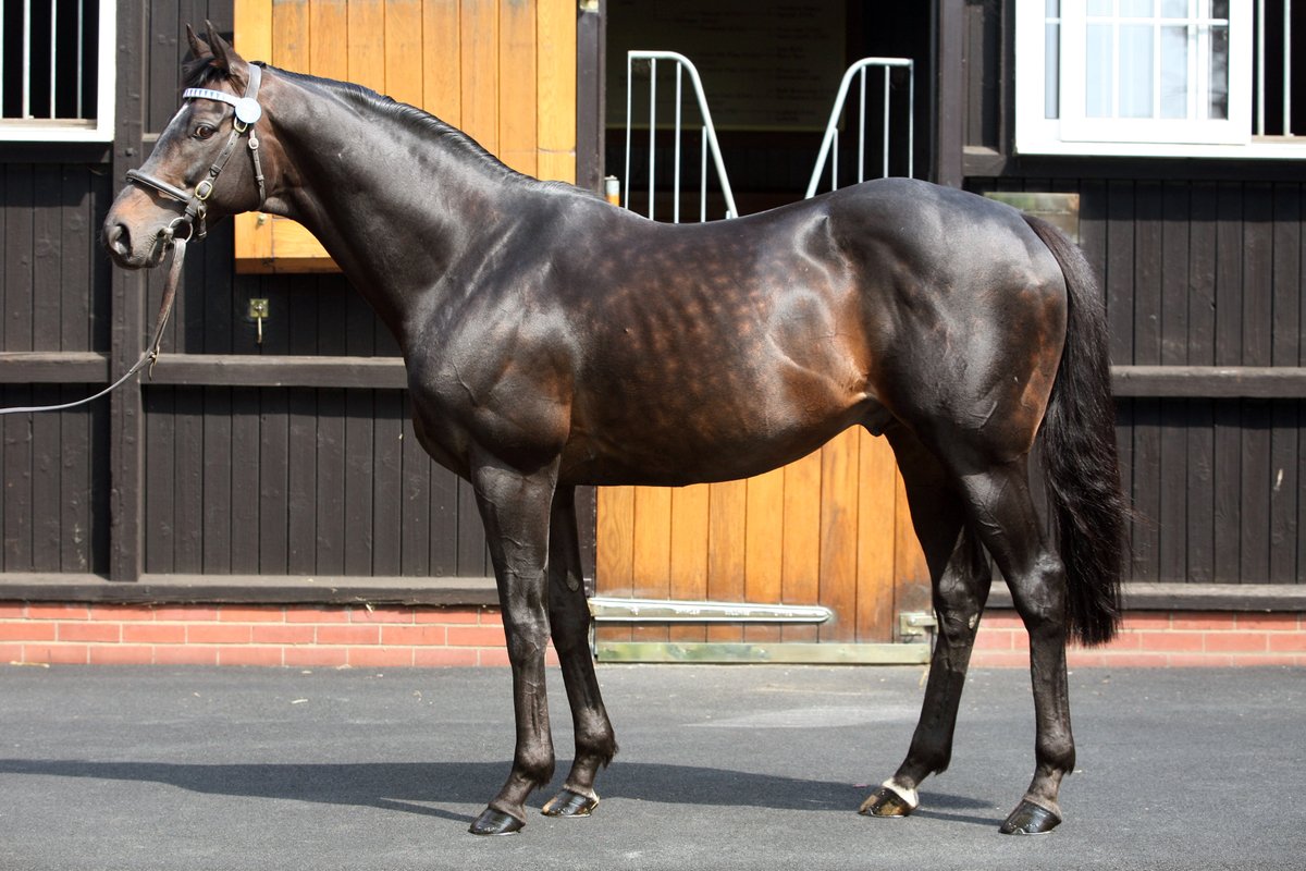 DarleyEurope's tweet photo. #Singspiel, a prolific racehorse and stallion who is now excelling as a broodmare sire.
https://t.co/H0XAHtPLy4 - how mares by him have a particular affinity to Mr Prospector line stallions #Dubawi #HuntersLight #NightOfThunder #Postponed #RavensPass #Ribchester #SladePower 💪 https://t.co/S4gm9m43Kv