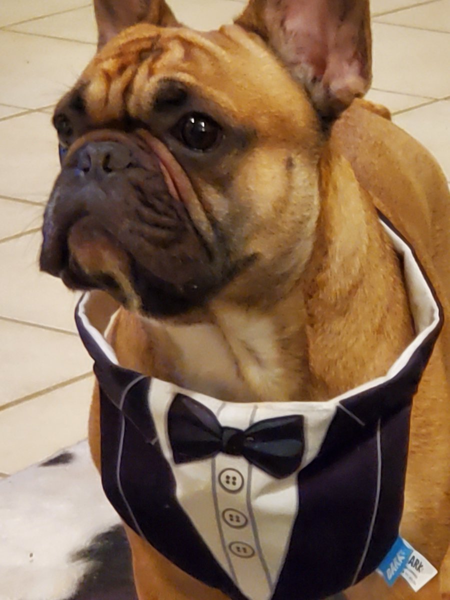 row10hps's tweet photo. Some days you just feel like dressing up!
#WFH #Row10Life #frenchie https://t.co/tFSMFGJwYI