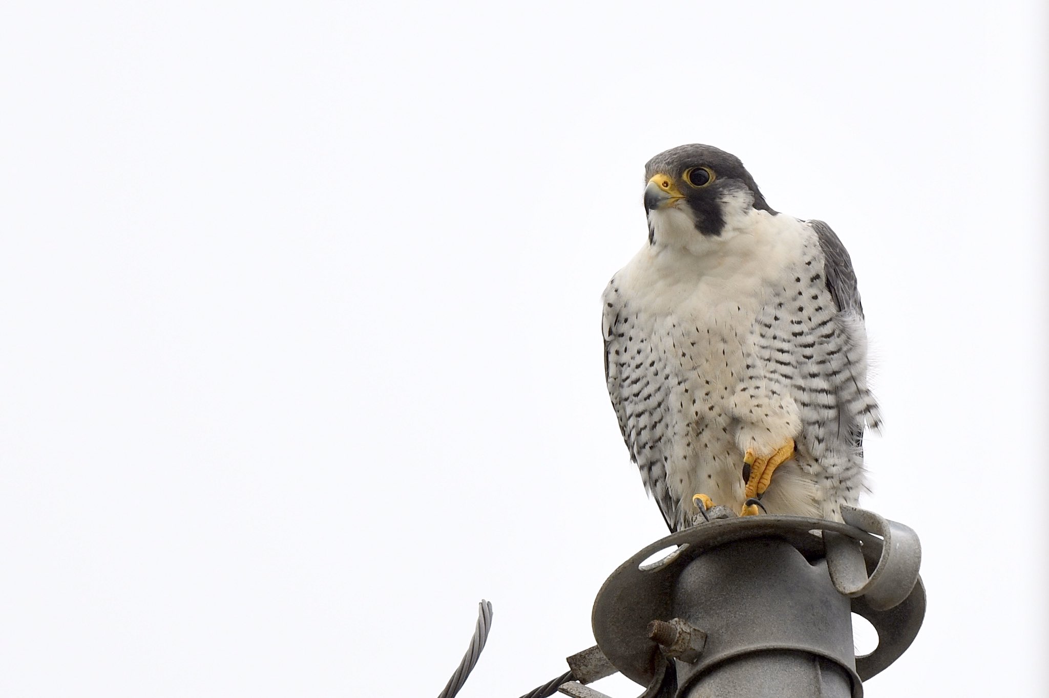 東京大学 愛鳥研究部 本日の鳥はハヤブサです 精悍な顔つきがとてもかっこいいですが タカよりもインコに近縁だそうです 鳥研写真館 T Co Ss5m6qbauh Twitter