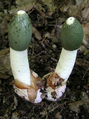 The Common Stinkhorn mushroom is found in North America and Europe. It feeds on dead plant material, and gets its name because of the smell it emits when mature. The mushroom grows to somewhere between 4-12 inches tall and is a thick pale stalk that develops a dark, slimy tip.