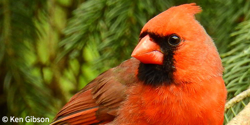 BirdNoteRadio's tweet photo. April is poetry month in the US, and BirdNote is highlighting some of our favorite poems about birds! Today we’re sharing poet @ModwynEarendel’s piece “Trading Threes”: https://t.co/AIOlE6Qyva https://t.co/55OkcKfov1