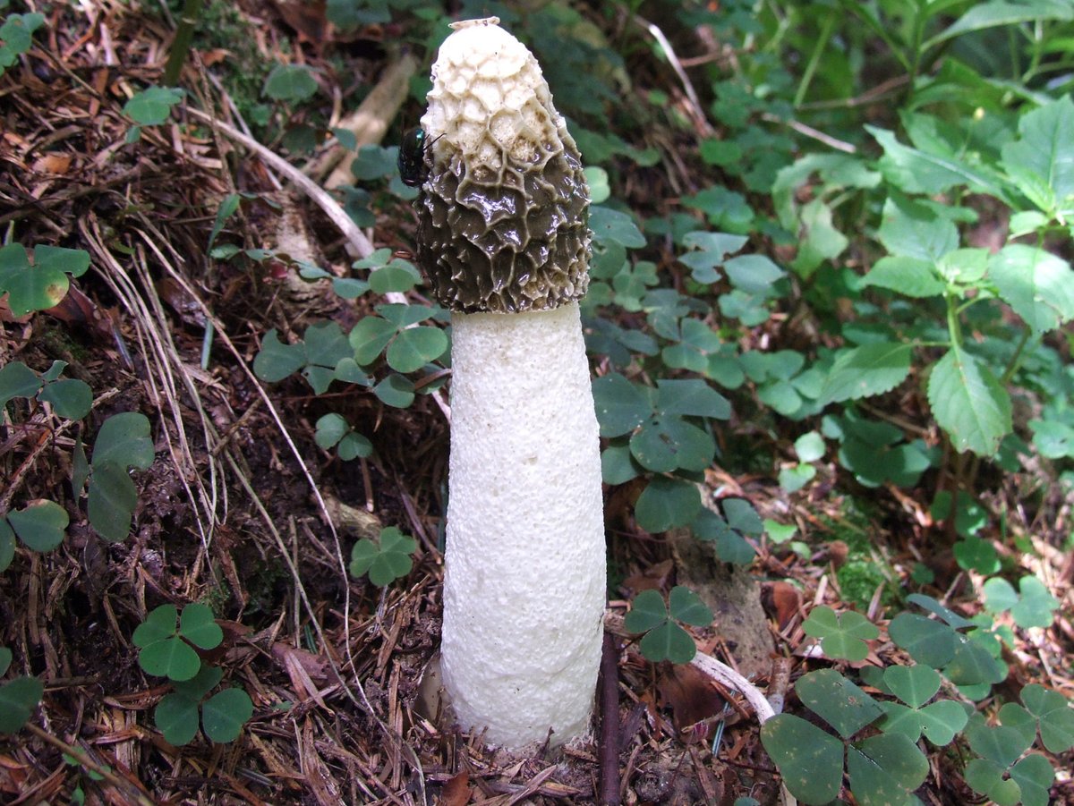 Historically, the mushroom was eaten as an aphrodesiac, presumably because of its shape; the Latin name for the Common Stinkhorn mushroom is Phallus impudicus (literally translated: "shameless penis") 