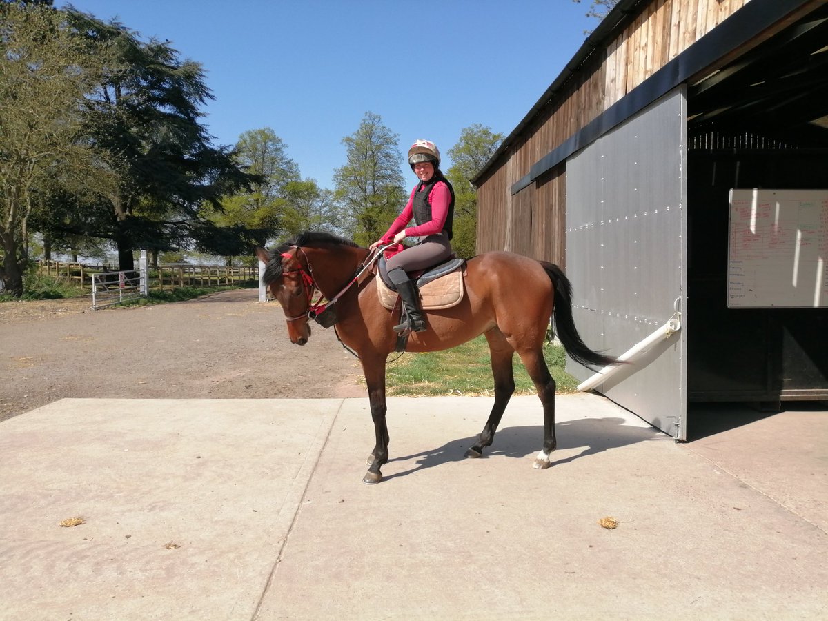 Amytaylor23Amy's tweet photo. Smart 2yr old filly "jenny" by champs elyeese, part of the David Brown stables https://t.co/FcEBJ3S1BW