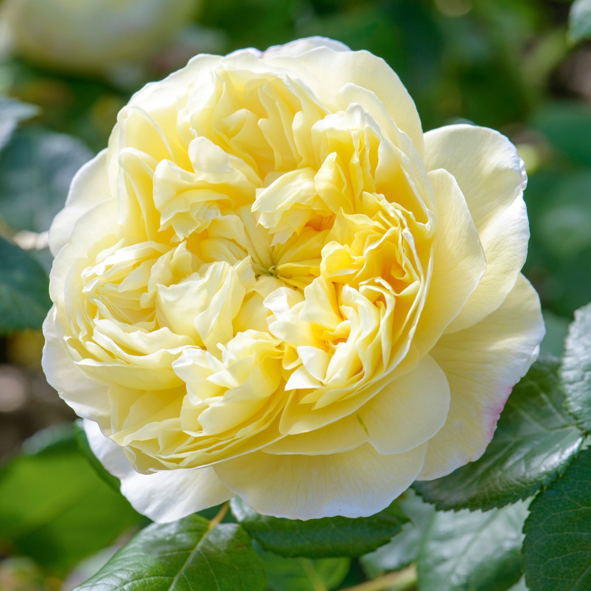 Blooming into a beautiful mustard-yellow colour, the Charles Darwin English Shrub has a delicious fragrance, varying between soft floral tea and pure lemon.  #NationalTeaDay