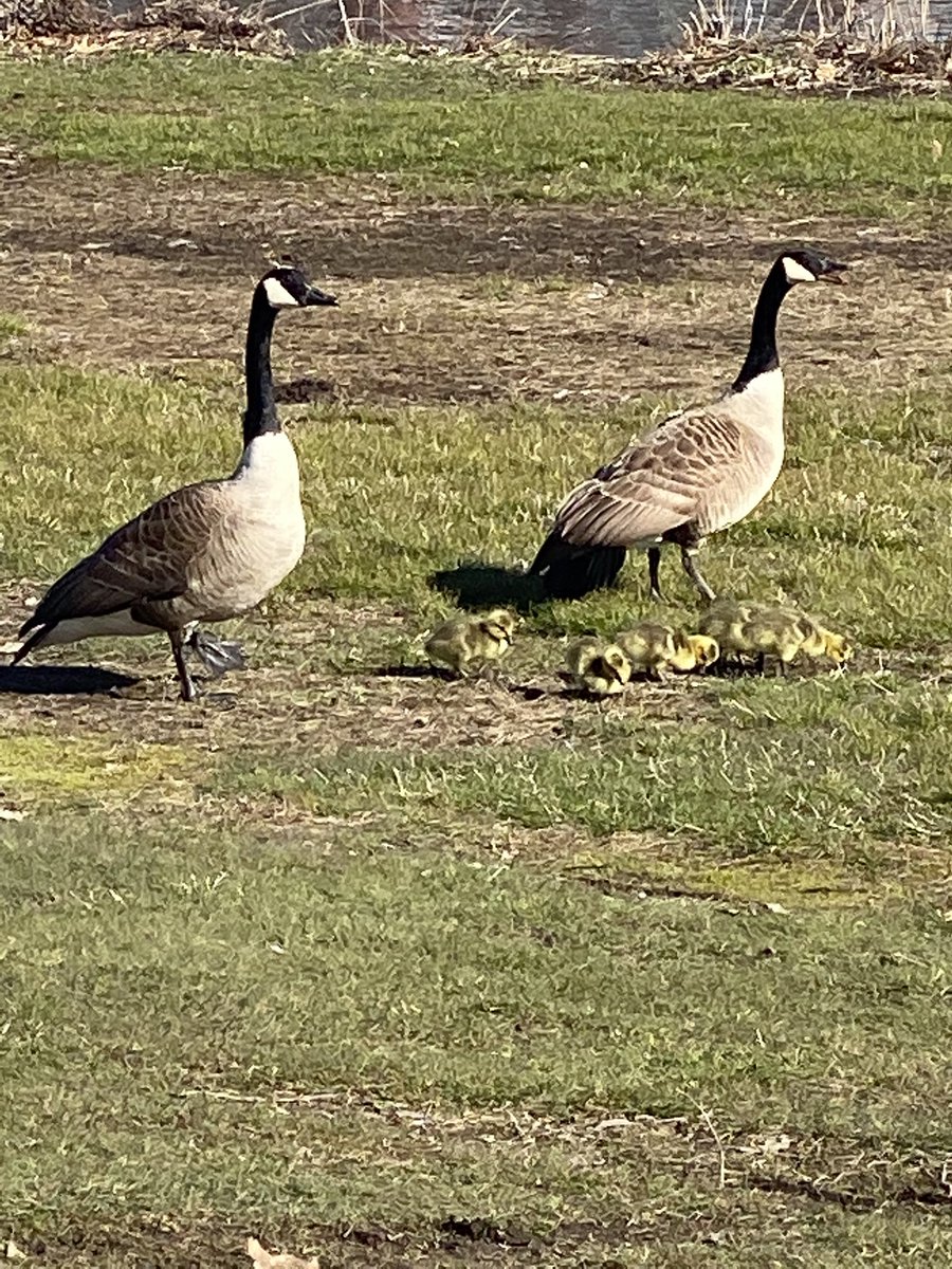 juliettekayyem's tweet photo. Morning, mom and dad. #whywerun #signsofspring #BostonStillRunning https://t.co/MMot96S1vS