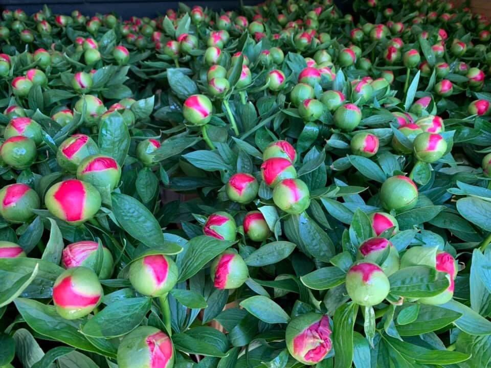 Velen kwamen naar ons dorp voor de  tulpen, vanaf nu kan dat voor pioenrozen. Dorpsstraat 106, Vriescheloo.