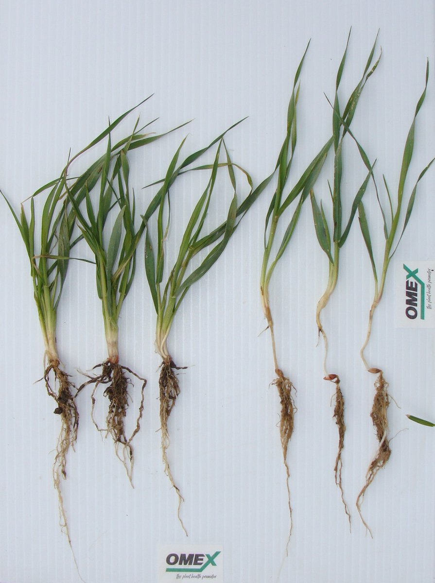 omexag's tweet photo. @LiliethIves Seeding depth &amp; soil temperature have a big impact on seedling emergence causing stress &amp; delay in maturity. Call your #OmexCanada rep &amp; inquire about how #Primers &amp; #Starters can help mitigate that. #PrimerZn #PrimerMn #PrimerCu #PulsePrimer #PulsePak #PrimerCanola #PrimerSoy https://t.co/INGqMdGZYW