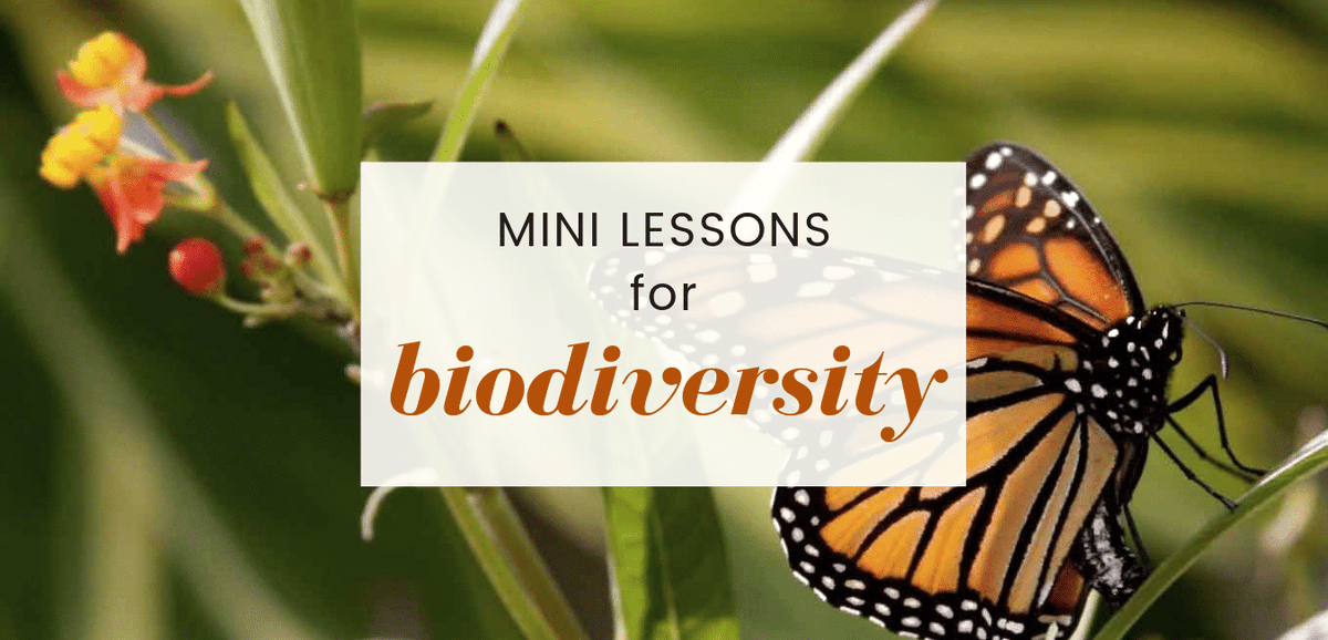 Biodiversity Education & Awareness Network tweet media