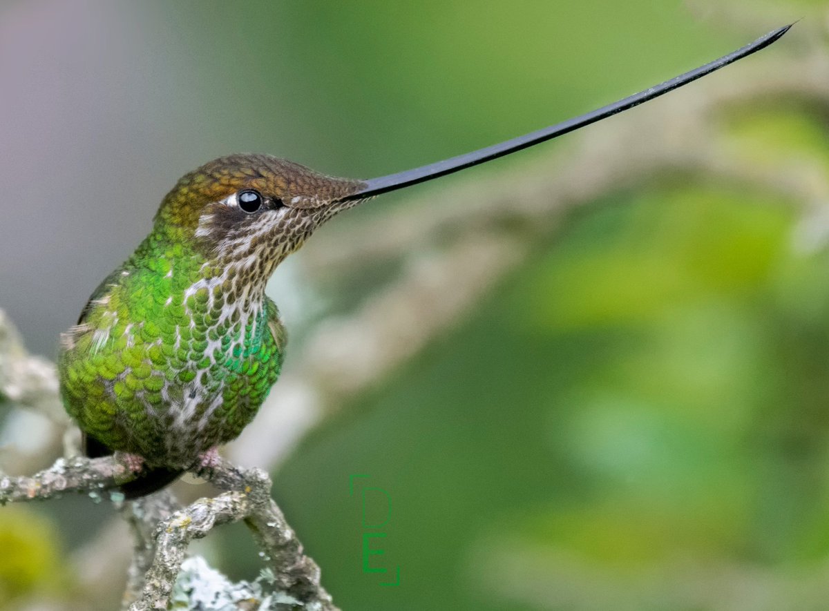 diegoetorres's tweet image. “Reina de Espadas”