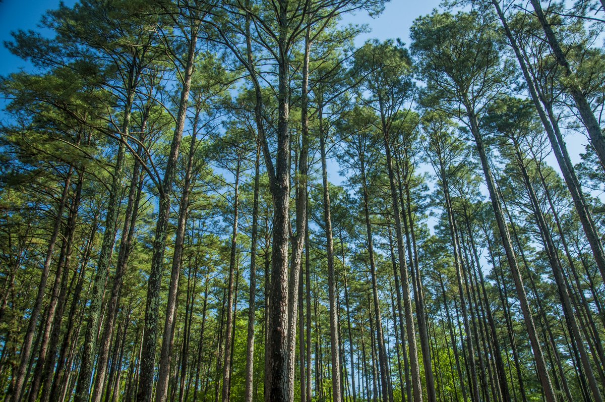 GarvanGardens's tweet photo. The essence of Garvan WOODLAND Gardens! #ourgardenyourhome https://t.co/MlSH6C35LH