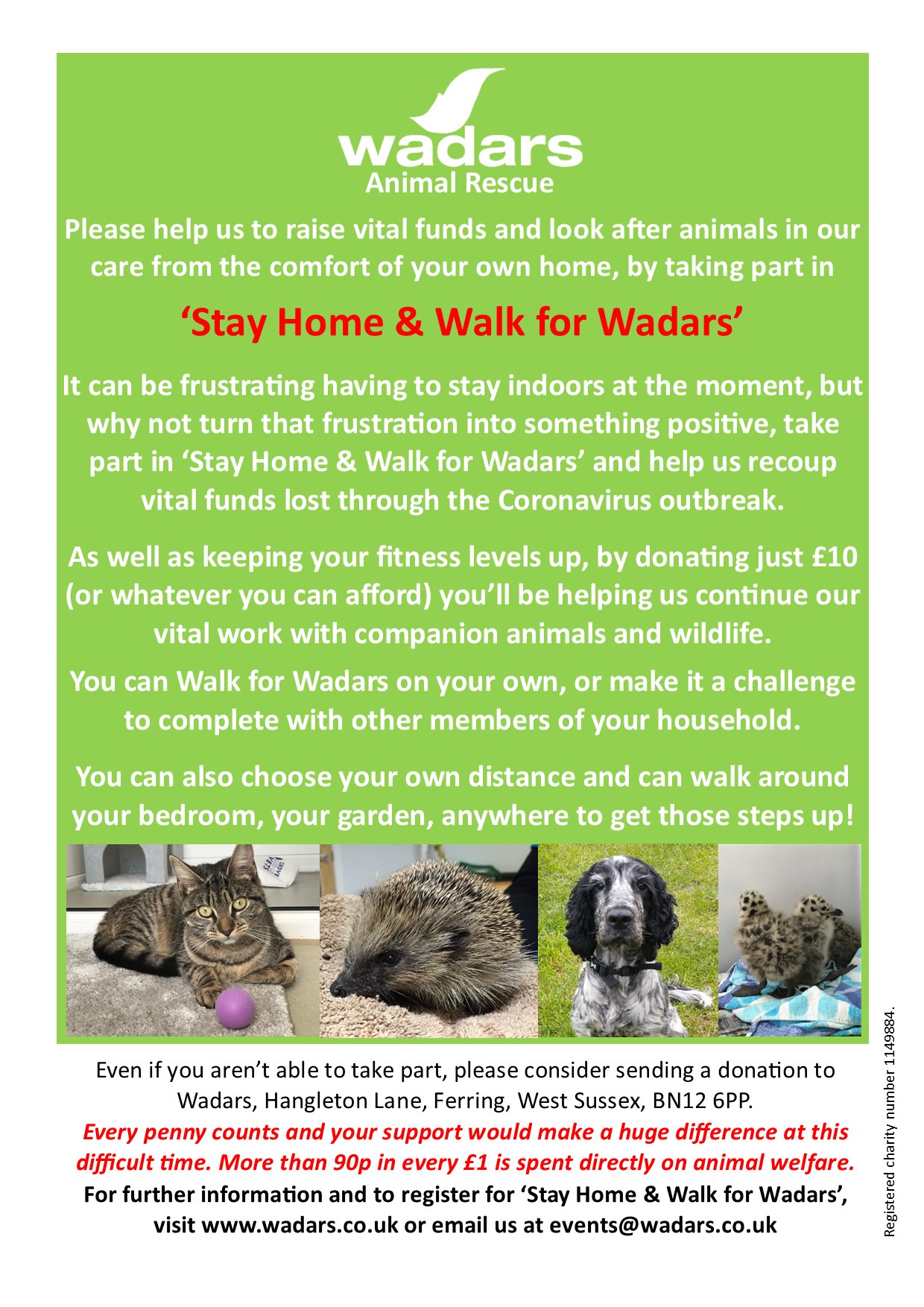wadars cats for rehoming