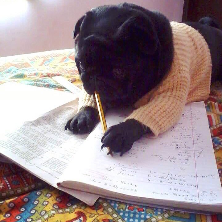 raizawilson's tweet image. The most loved and favourite child of the house. 
The one I could never live upto. 

She listens to my parents, studies hard and has a disciplined daily schedule. 

I’m not jealous, but sometimes it hurts ...
#siblingproblems