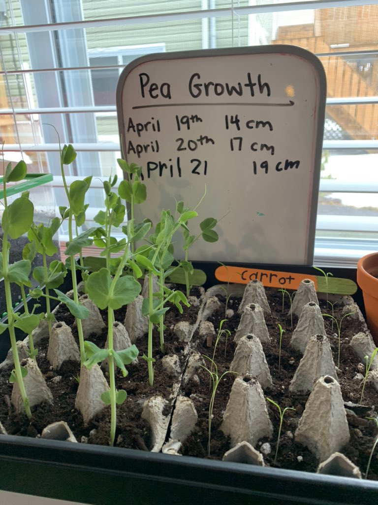 MsLeGrow5's tweet image. Benjamin has been measuring our snow peas growth each day. I wonder how tall it will grow? How many centimetres has it already grown? #learnthroughdoing #plantgrowth @holyfamilyscho2 @paradiseelem