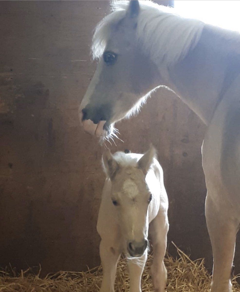 AandTequestrian's tweet photo. Just like that our barn has a new star of the show! #springfoal #GoodNews #palominopony https://t.co/ifAHqInupO