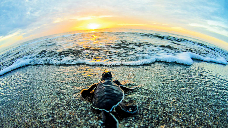 cd_zama's tweet photo. Tortugas se adelantan a la temporada de anidación.
Nota Completa: https://t.co/SGJJdDCnTA
#tortugamarina #comunidadigitalzama #tulum #triptulum https://t.co/mFe7jrLdVP
