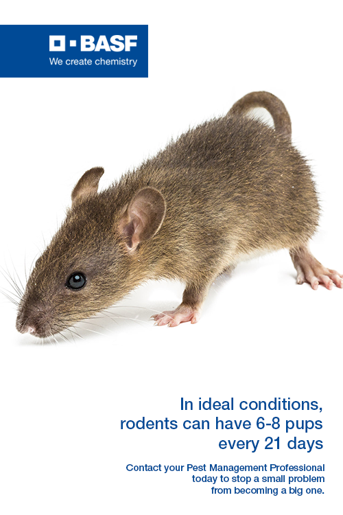 While towns and cities are "closed"  for business rats and mice continue with theirs....