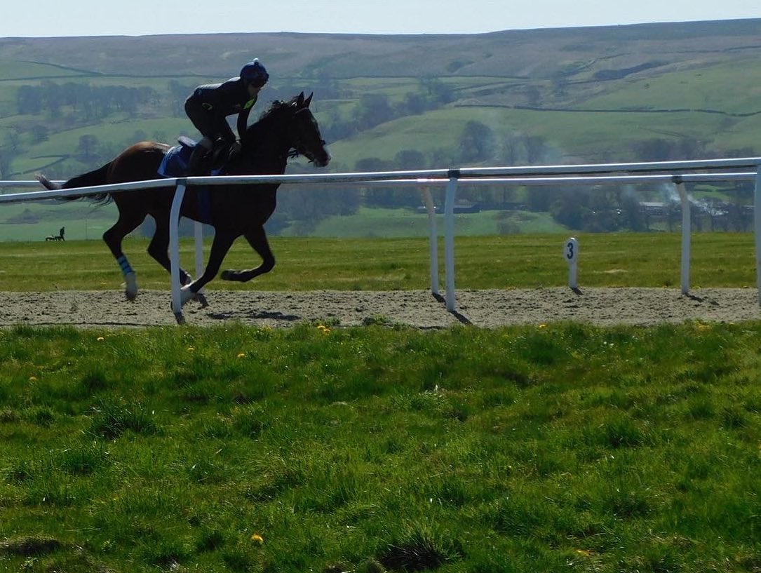 ebethellracing's tweet photo. This imposing son of @BallylinchStud Make Believe, appropriately named Rich Dream, makes the Dales look small in the distance! 👊💥 #BethellRacing #SizeAndScope https://t.co/3F2lPKwBU9