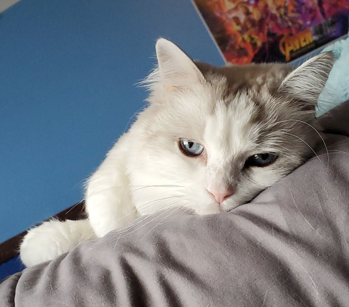 Today for #CreativityWeekZHS it is photo/fashion day! Though I don't have the fashion to fit the confident theme, I do have my best model ready to pose! Introducing my little model Safi 🤩 #spectrumalliance @AllianceZhs