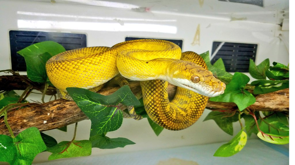 S まあ人それぞれの飼い方があるけど綺麗な生体は綺麗にレイアウトして飼育したい派だから樹上性の種の止まり木を突っ張り棒とかで飼ってるやつの気がマジで知れない 全てを台無しにしてるとしか思えない S まあ人それぞれの飼い方があるけど綺麗な生体は綺麗にレイアウトして飼育したい派だから樹上性の種の止まり木を突っ張り棒とかで飼ってるやつの気がマジで知れない 全てを台無しにしてるとしか思えない