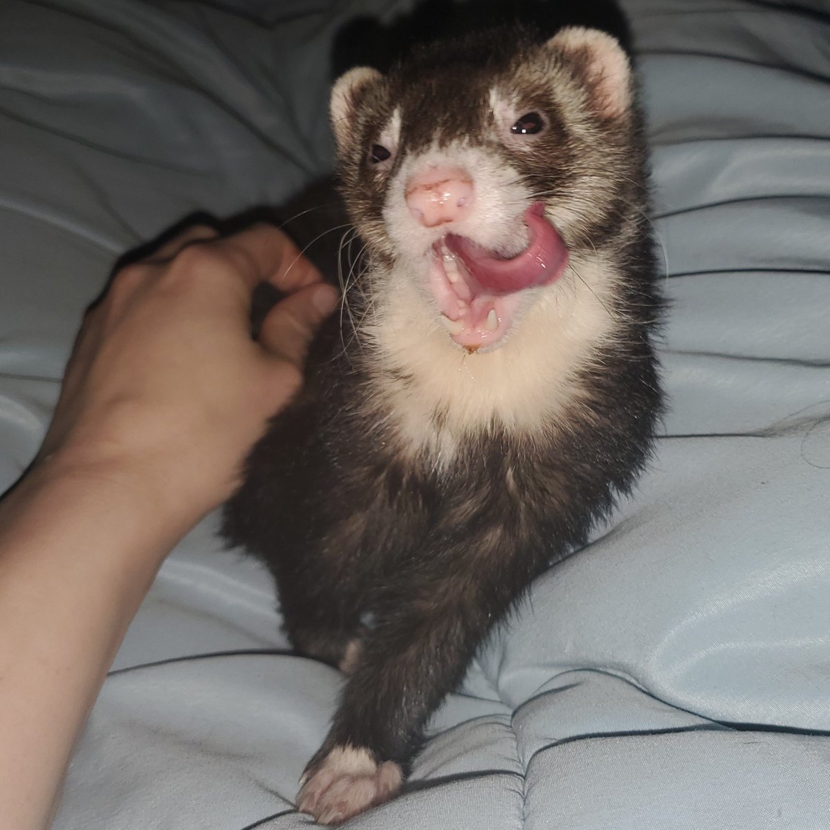 EandRLaundry's tweet photo. #TongueOutTuesday https://t.co/Yt1PEqkNcw
