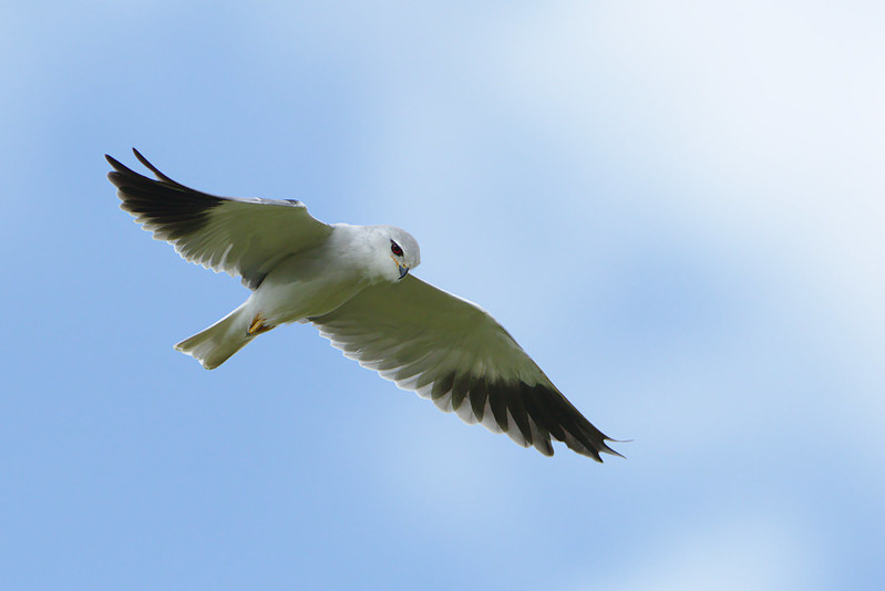 Today's  #BirdsAtTea is the Black-shouldered Kite, at  @FunkyAnt's request. Again, I have no pics, so all borrowed (this from Derek Keats  https://www.flickr.com/photos/dkeats/45979034945). These are odd  #raptors that tell us about challenges of savannah life and the advantages of nomadism. 1/5  #ornithology