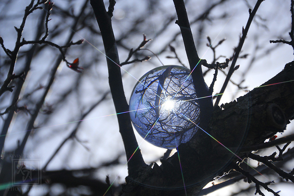 Another angle taken of my #CrystalBall up in the #CrabAppleTree. (4-20-2020) #CanonFavPic #Photography #CrystalBallPhotography #nature #Tree #StarFilter #KevinPochronPhotography
