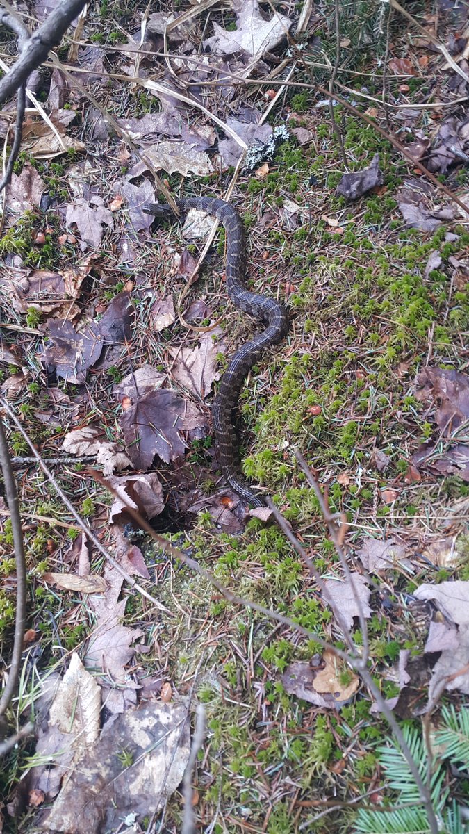 This wildlife sighting wasn't during our #BreakfastBirdwatch, but still a very cool thing to see. Last Saturday, we found a Northern watersnake emerging from a possible hibernaculum. Even though the weather is cold, animals of all shapes and sizes are starting to move again.
