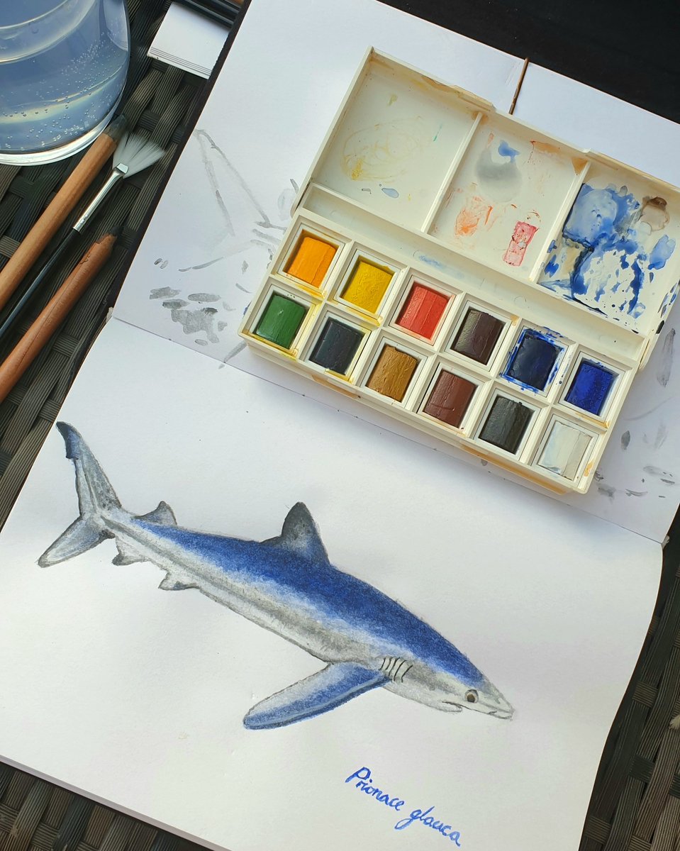 It's surprising how people are going back to their creative roots during the lockdown. So I thought if I can't be with the fish I might as well try and paint them! 🦈 #marineoutofwater #blueshark #lockdowncreativity #IfICantScuba How am I doing <a href="/marinemumbles/">Dr Elizabeth Mills</a> ?