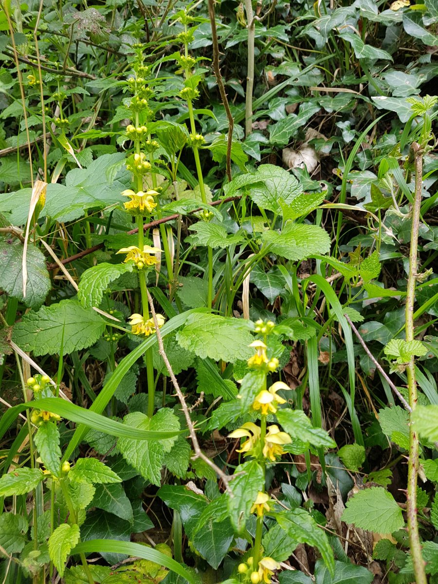 Wildflowers along the river path between memorial gardens and Chapelizod.(Deirdre Lewis)