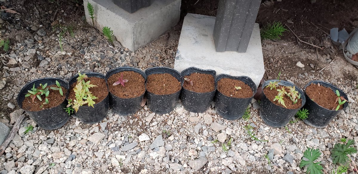 たけむ 実生 挿し木 もみじ 桜 ブルーベリー さ て もみじの実生も次々発芽し 桜も葉が出てきました ブルベリなどなども芽吹いてきましたが この大量の苗をどうしよう 桜の購入種はまだ発芽の様子無し