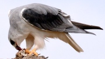 Most  #raptors are territorial and have a traditional nest they return to once a year. Black-shouldered Kites are nomads, breeding sometimes twice a year  https://digital.csic.es/bitstream/10261/39420/1/p00001-p00007.pdf and nesting in large numbers during population booms of small grassland rodents. 2/5 (pic D Peterson)