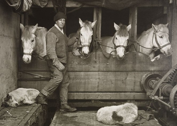 Now Captain Oates, pictured here with four of the ponies, thought the ponies were a monumentally bad idea. In fact, he ended up having to pay out his own pocket for an extra two tonnes of fodder because he realised that Scott hadn't nearly enough food for the animals. (3/11)