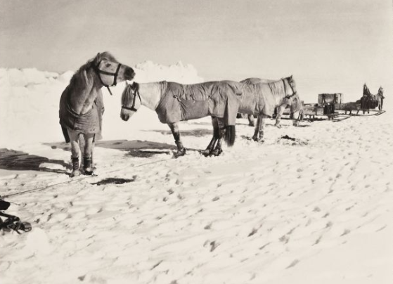 But Scott was determined to use the ponies to walk alongside them. Oates even suggested shooting the ponies and then storing the meat at the depots so that the more useful dogs would have something to eat on the way back from the South Pole. He was ignored. (5/11)