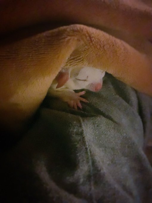 膝で寝られてトイレに行けない😊 