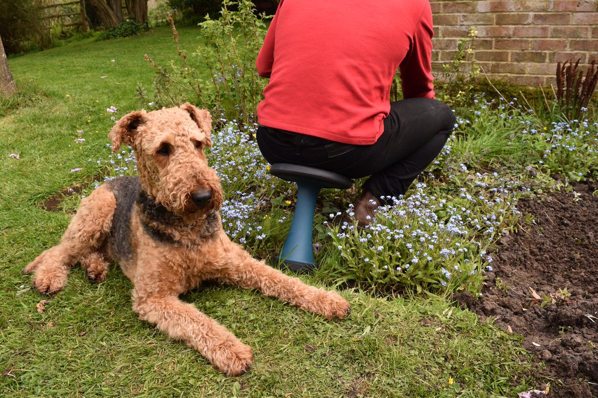 OneLegUk1's tweet photo. Always good to have a helper when cracking on with weeding the overgrown veggie patch.  #gardening    #onelegstool #savebacksandknees #airedaleterrier #mybestfriend https://t.co/JWnHQvgdBO
