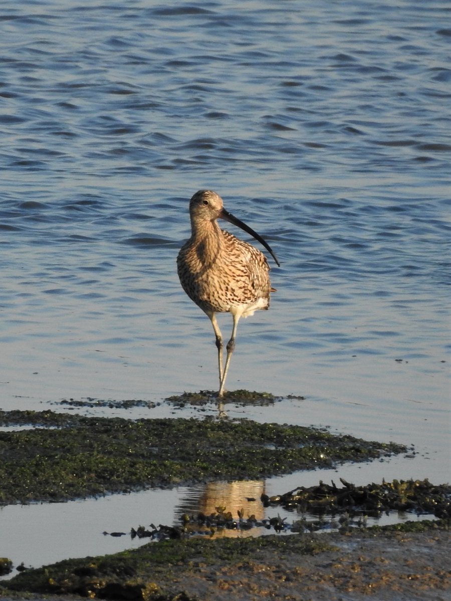 "Curlews frequent our salt-marshes and mud-flats in considerable numbers..." (Walter Prentis, Notes on the Birds of Rainham, 1894)Let's hope that statement rings true for the Medway in another 125 years... #WorldCurlewDay  @WCDApril2112/12