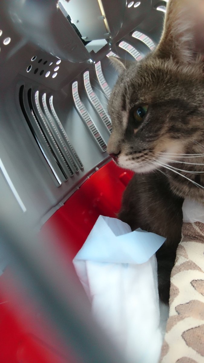 ⚠️DIFUSIÓN POR FAVOR ⚠️
Hoy mi Perla se ha caído por la ventana. La hemos llevado corriendo al veterinario y por suerte solo se ha roto una pata. Querría, por favor, pediros ayuda para pagarle el médico.