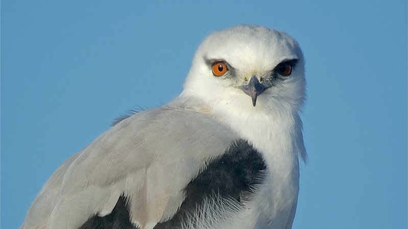 During a rodent outbreak, Black-shouldered Kites can be 10x commoner in Serengeti!  https://books.google.co.uk/books?hl=en&lr=&id=VjPBBwAAQBAJ&oi=fnd&pg=PA323&dq=Elanus+caeruleus+serengeti&ots=gY2QcgrOw8&sig=vN0miPmEN1hH7z5cgYAAd3BFxkQ#v=onepage&q=Elanus%20caeruleus%20serengeti&f=false The ability to move to use spatially and temporally variable resources is key to success in savannahs, just as pastoralists to with cattle. 4/5pic  https://www.flickr.com/photos/birdsaspoetry/26244154416/