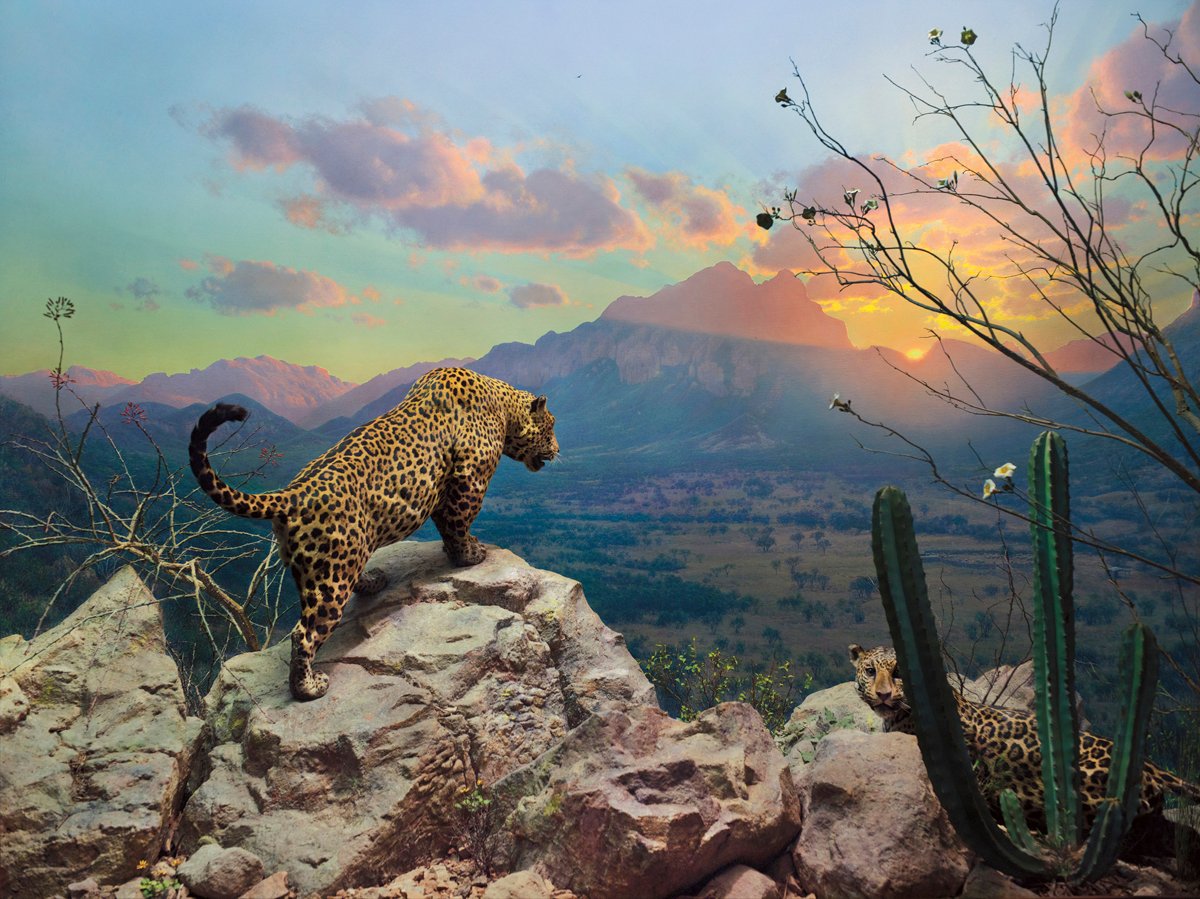 We’re sending some  #MuseumSunshine your way today  @fieldmuseum +  @HawaiiScience! Did you know that the jaguar is the largest cat in the Americas? This scene takes place in Sonora, Mexico at sunset. It depicts a male jaguar studying a livestock corral in the shrubland below 