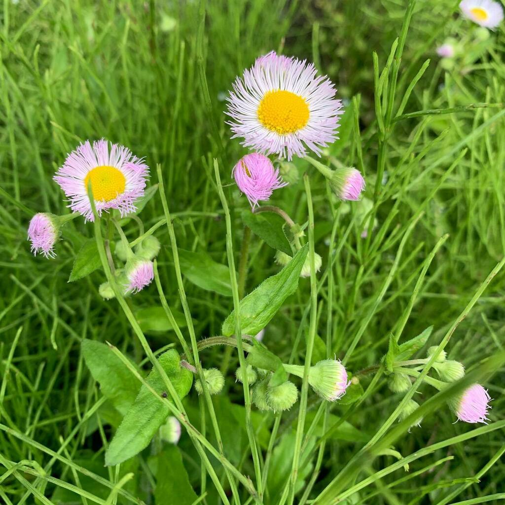 Yumi Kasai これも可愛い 雑草の花 ピンクの花 T Co Yp1vm3qhed T Co Fhgknzf5rh Twitter