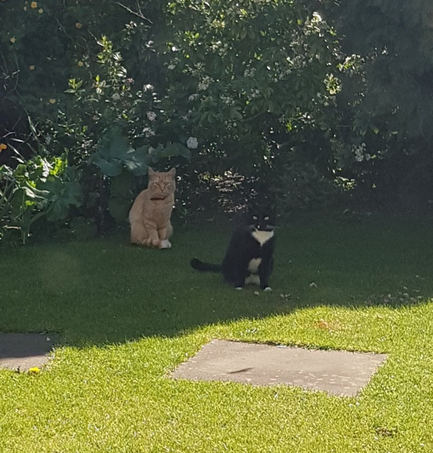Even the local cats are socially distancing whilst waiting for the hedgehog food to be put out.lol.