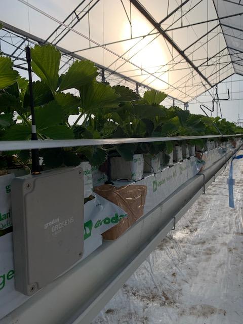 Nice to see this trial with young strawberry plans grown on @grodan rockwool at Research Centre Hoogstraten (PCH) in Antwerp,Belgium 

This was the only limitation in our <a href="/FraoulaBest/">FraoulaBest® Hydroponic Strawberry</a> Hydroponic System so far.Till this year we transplant young plants grown on soil.
<a href="/IQcrops/">IQ Crops Ltd (member of the DKG GROUP)</a>