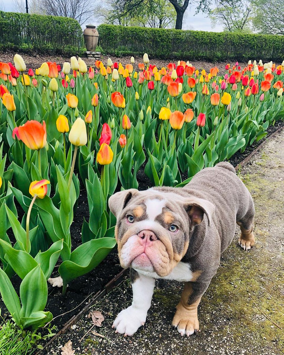 petsuppliesplus's tweet photo. Did you know that today is National Bulldogs are Beautiful day? Humans may not be able to get away with slobbering all over and we try to avoid wrinkles, but Bulldogs make those two things adorable! #petsuppliesplus #minusthehassle #bulldogs 

Photo Credit: @ diaz.dezigner.dogs https://t.co/d9xHhMT0jG