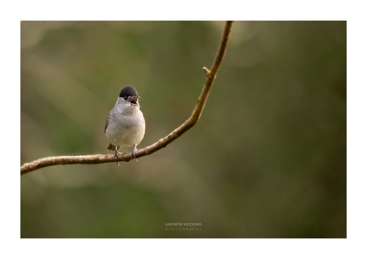 🐦B L A C K C A P - S I N G I N G 🐦

#SylviaAtricapilla

As I around walked #ArgalReservoir, I has one shot at photographing this #Blackcap before he flew off.

(c) hocking-photography.co.uk

**Contact me or head over to my website for prints**

#Wildlife #Argal #Cornwall