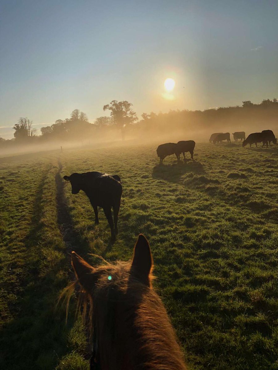 killarneystable's tweet image. Morning walks across the Killarney National Park with our beautiful Diane 💓
#killarneyridingstables #killarney #killarneylakes #killarneynationalpark #killarneystables #killarneytour #killarneyhorsetour #discoverireland #wildatlanticway #ireland #trailride #ringofkerry